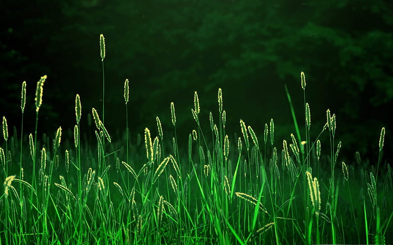 green grass-Beautiful summer landscape, HD wallpaper