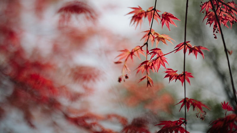 Red Maple Leaves Branches In Blur Background Nature, HD wallpaper