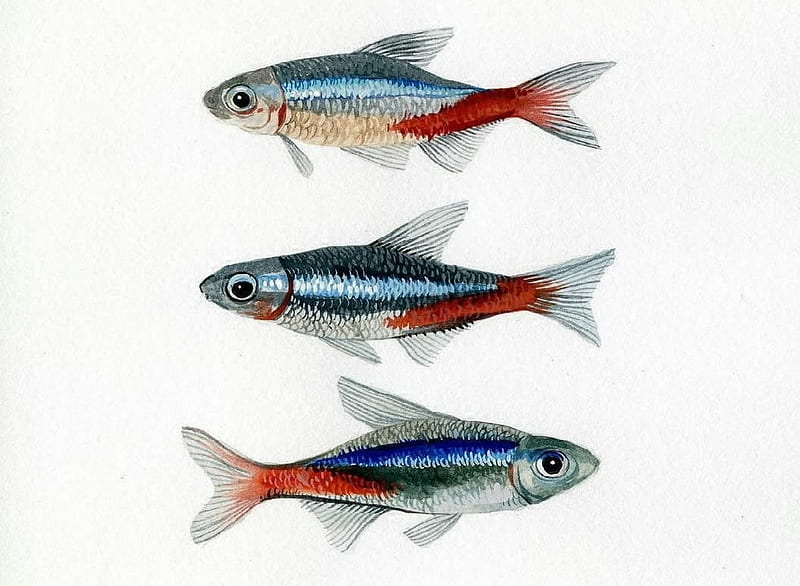 Neon Fish, Neon, Fish, Red, Grey, Ictiology, Freshwater, Blue, HD wallpaper