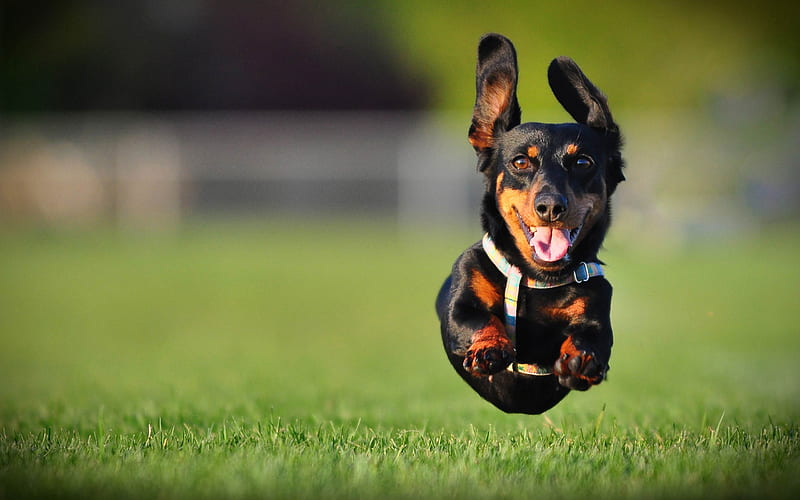 Dachshund, flying dig, pets, dogs, lawn, black dachshund, cute animals, Dachshund Dog, HD wallpaper