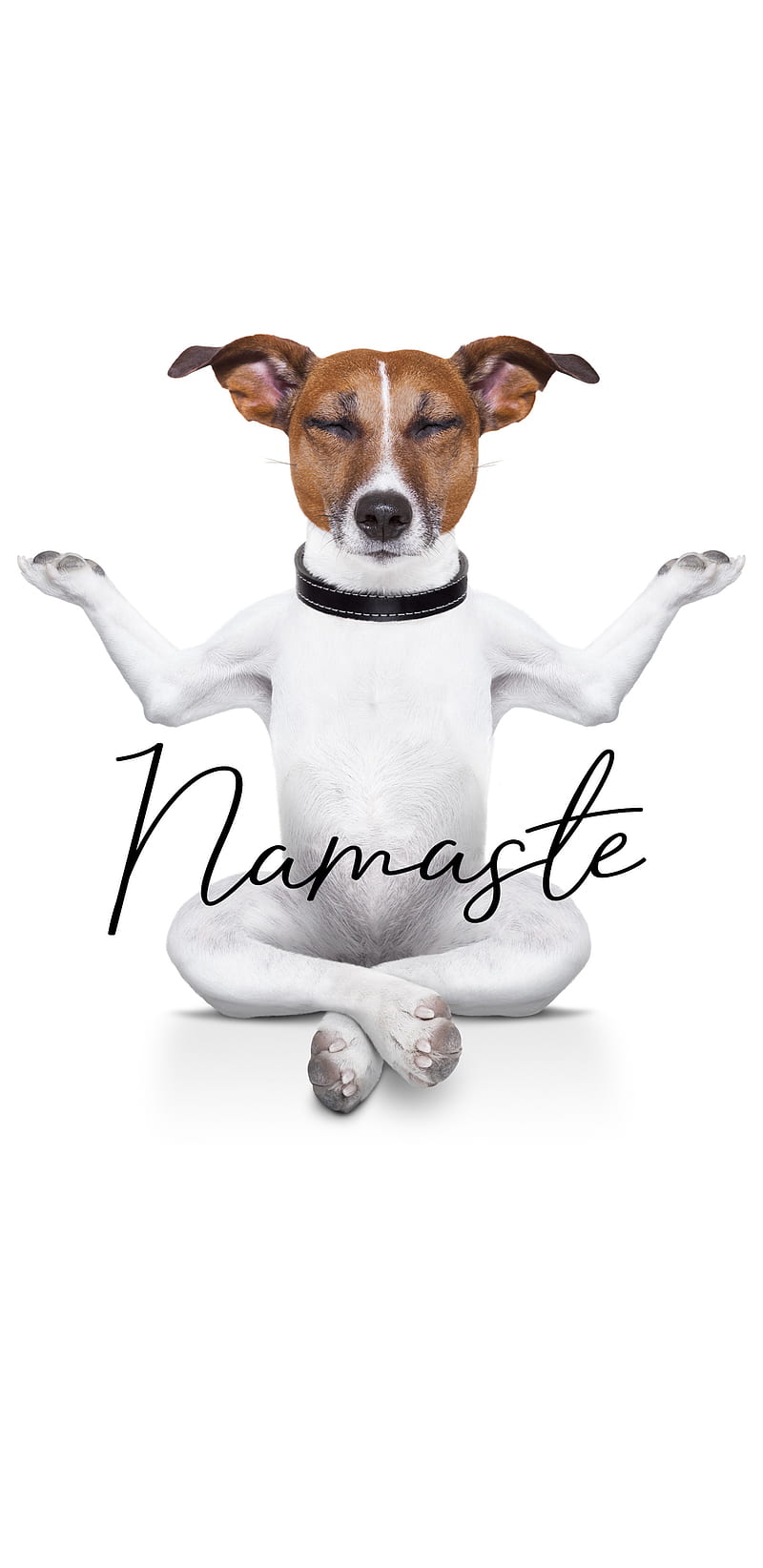 Dog Meditate , doggy, funny, humor, meditation, relaxation, white, yoga, HD phone wallpaper
