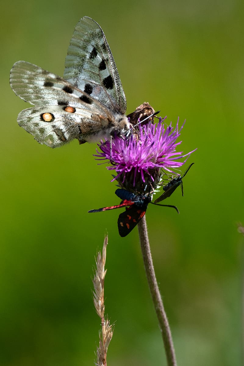 butterflies, wings, flower, thistle, macro, HD phone wallpaper