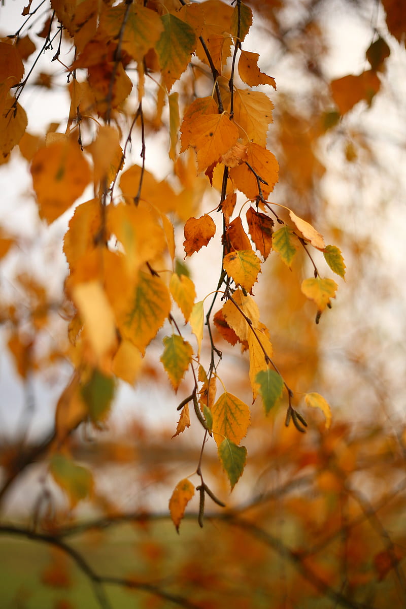 birch, branch, leaves, yellow, autumn, HD phone wallpaper