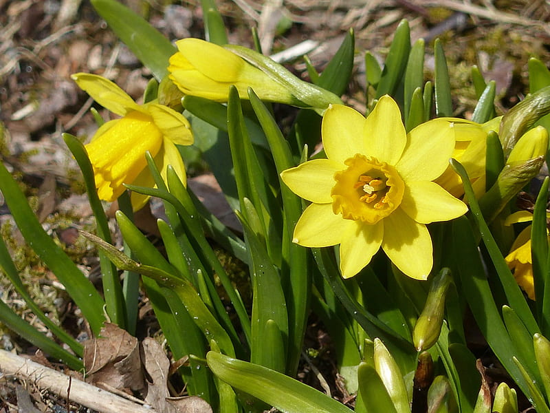 Spring, Daffodils, green, flowers, yellow, garden, HD wallpaper