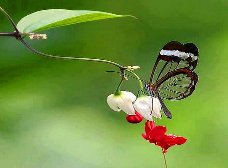 The wonderful Glasswing, red, butterfly, flower, Glasswing, white, leaf, HD wallpaper