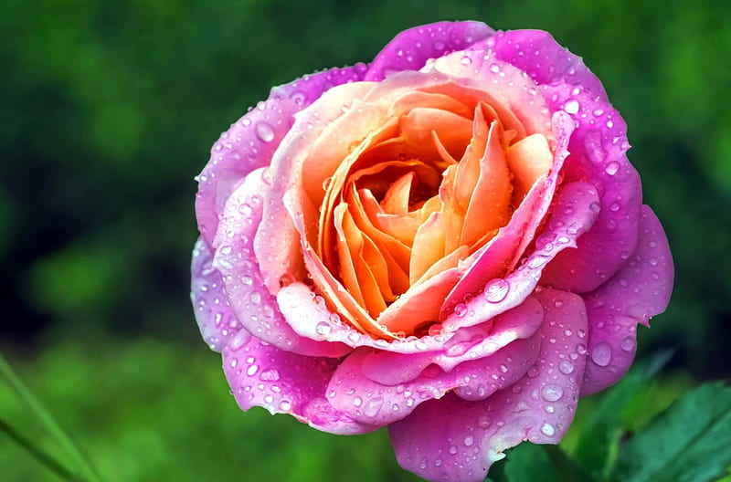 Old English Rose, flower, garden, petals, blossom, HD wallpaper