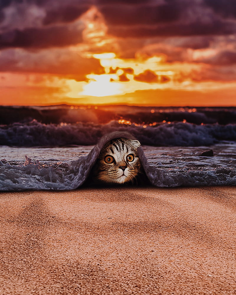 Cat on the ocean, sea, sunset, HD phone wallpaper | Peakpx