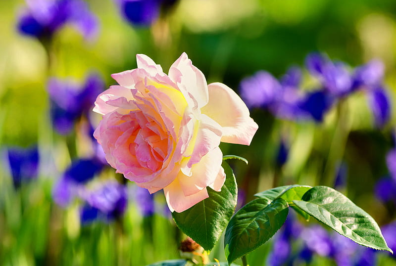 Pink Rose Among Irises , romance, Rose, bonito, floral, graphy, love, wide screen, flower, beauty, irises, HD wallpaper