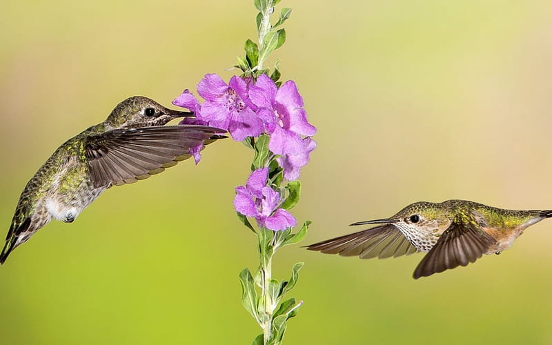 Humming-birds, wings, humming-bird, bird, green, flower, colibri, pink, HD wallpaper