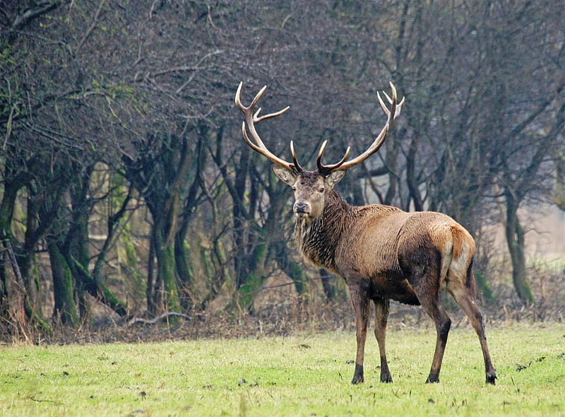Red Deer looks back., red, big, grass, nature, animals, forrest, deer, HD wallpaper