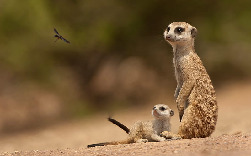 meerkats sand animals-Animal, HD wallpaper
