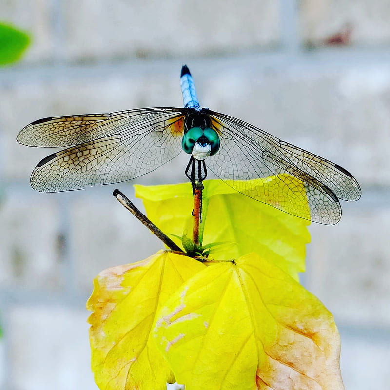 Dragonfly, nature, HD mobile wallpaper | Peakpx