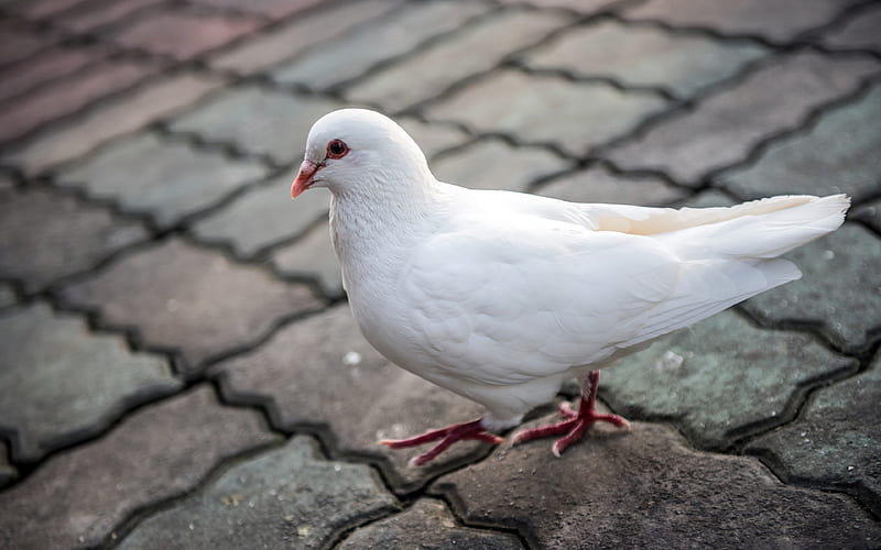 white dove, close-up, white bird, doves, Columbidae, HD wallpaper