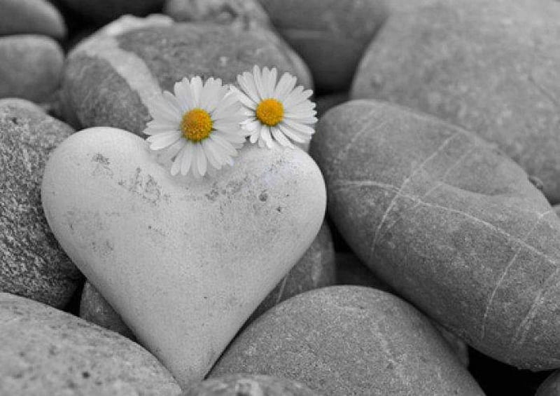 ~ ღ ~, daisies, Love, stones, two, heart, flowers, passion, nature, HD wallpaper