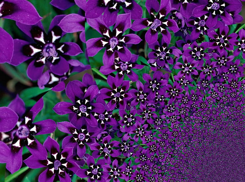 Purple Flowers, fractals, fowers, purple, abstract, HD wallpaper