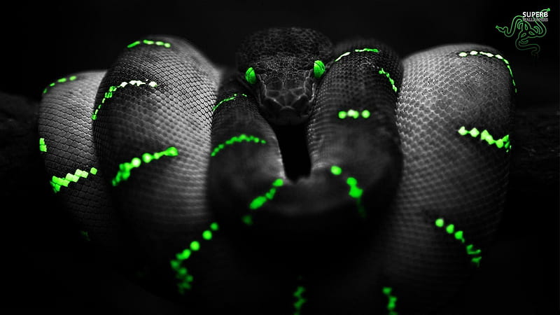 Black Python Snake With Razer Logo In Black Background Razer, HD wallpaper