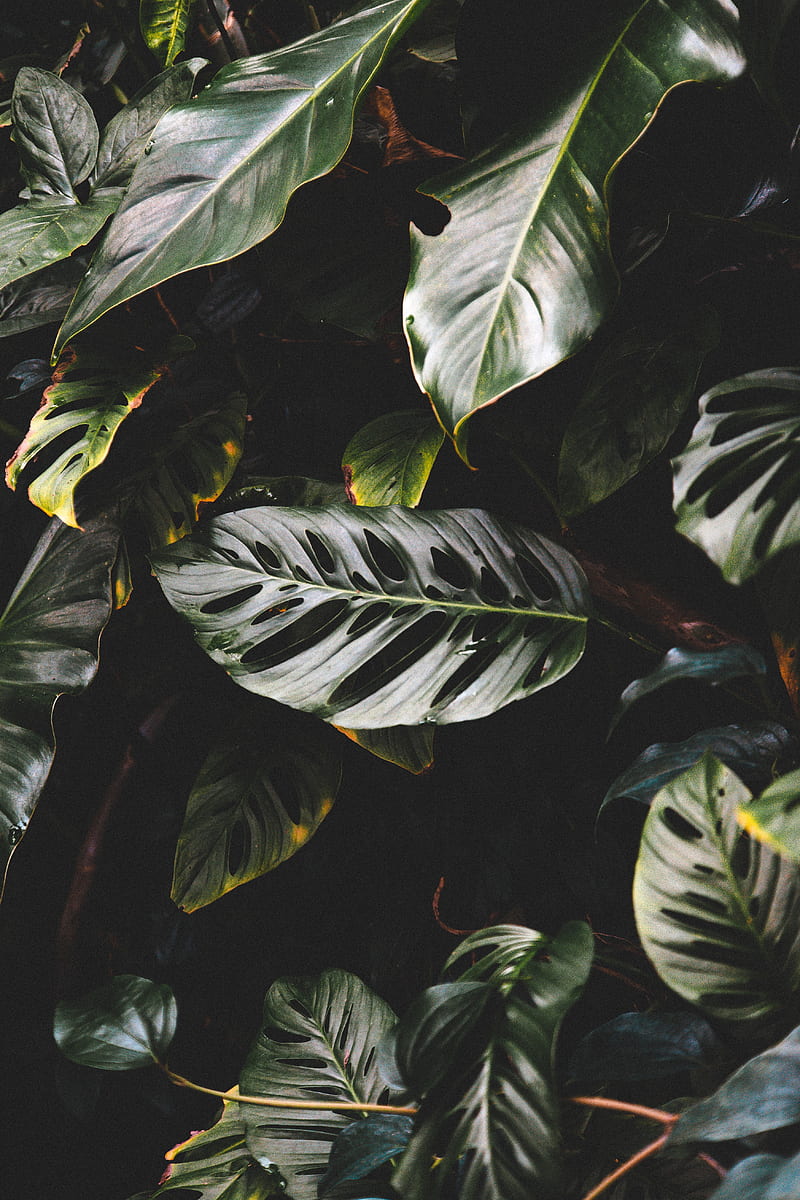 Leaves, plant, dark, glossy, tropical, exotic, HD phone wallpaper | Peakpx