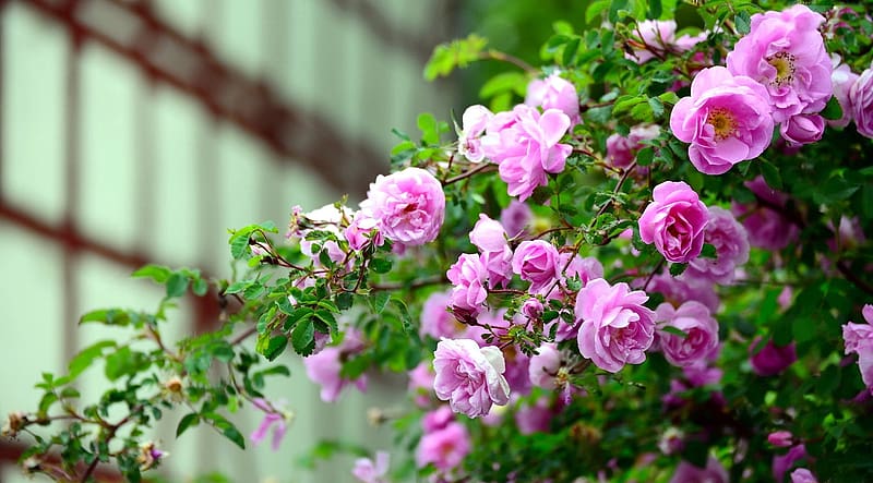 Hedge of roses, scent, beautiful, flowers, wild, spring, roses, garden, fragrance, pink, leaves, petals, HD wallpaper