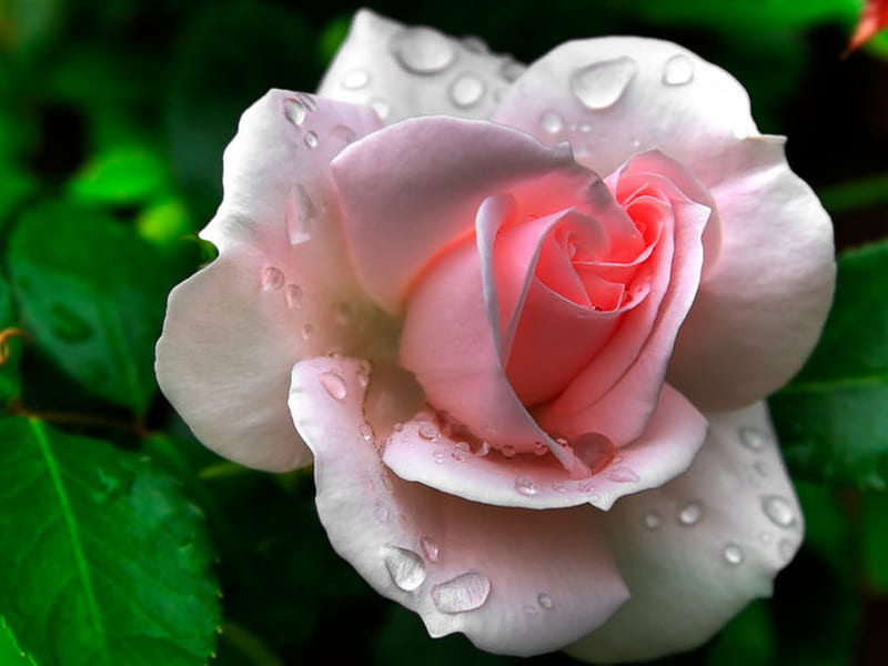 Pink rose in bloom after a rain shower, pink rose, graphy, bloom, rose, droplets, flower, bonito, HD wallpaper