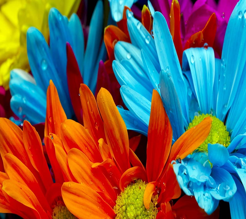 3d Flowers, 3d nature, colours, flowers, nature, summer, HD wallpaper |  Peakpx
