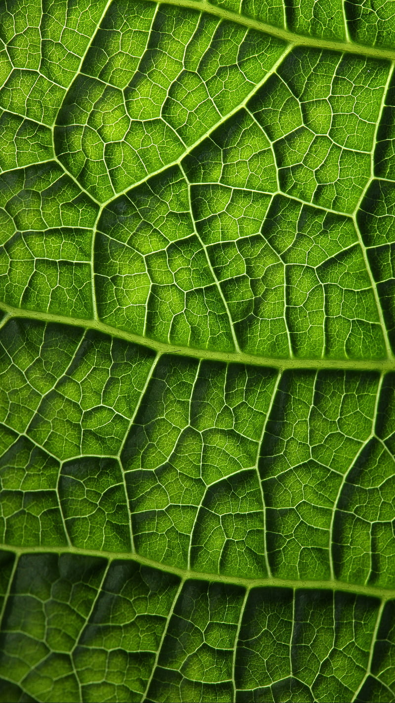 Leaf, background, close-up, green, macro, nature, texture, HD phone wallpaper