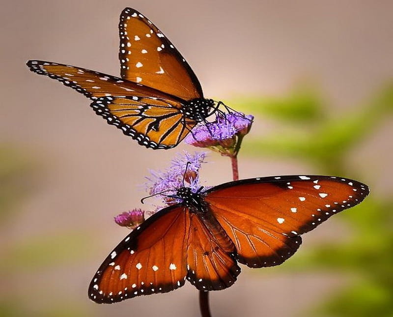 Sweets for two, spots, two, orange, flowers, black, butterflies, white, pair, HD wallpaper