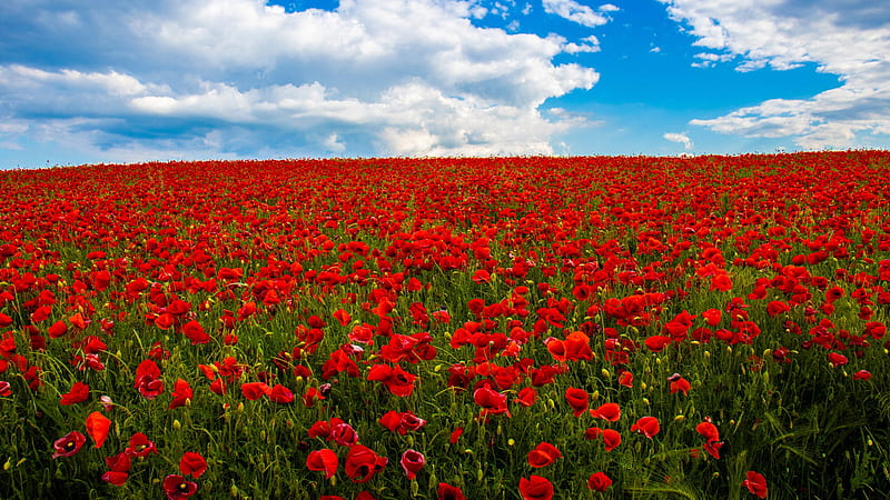 Common Red Poppy Flowers Summer Spring Field Under White Clouds Blue Sky Flowers, HD wallpaper