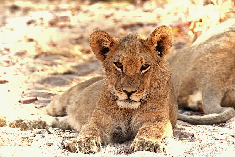 Cats, Lion, Big Cat , predator (Animal) , Africa , Zimbabwe , Baby Animal, HD wallpaper