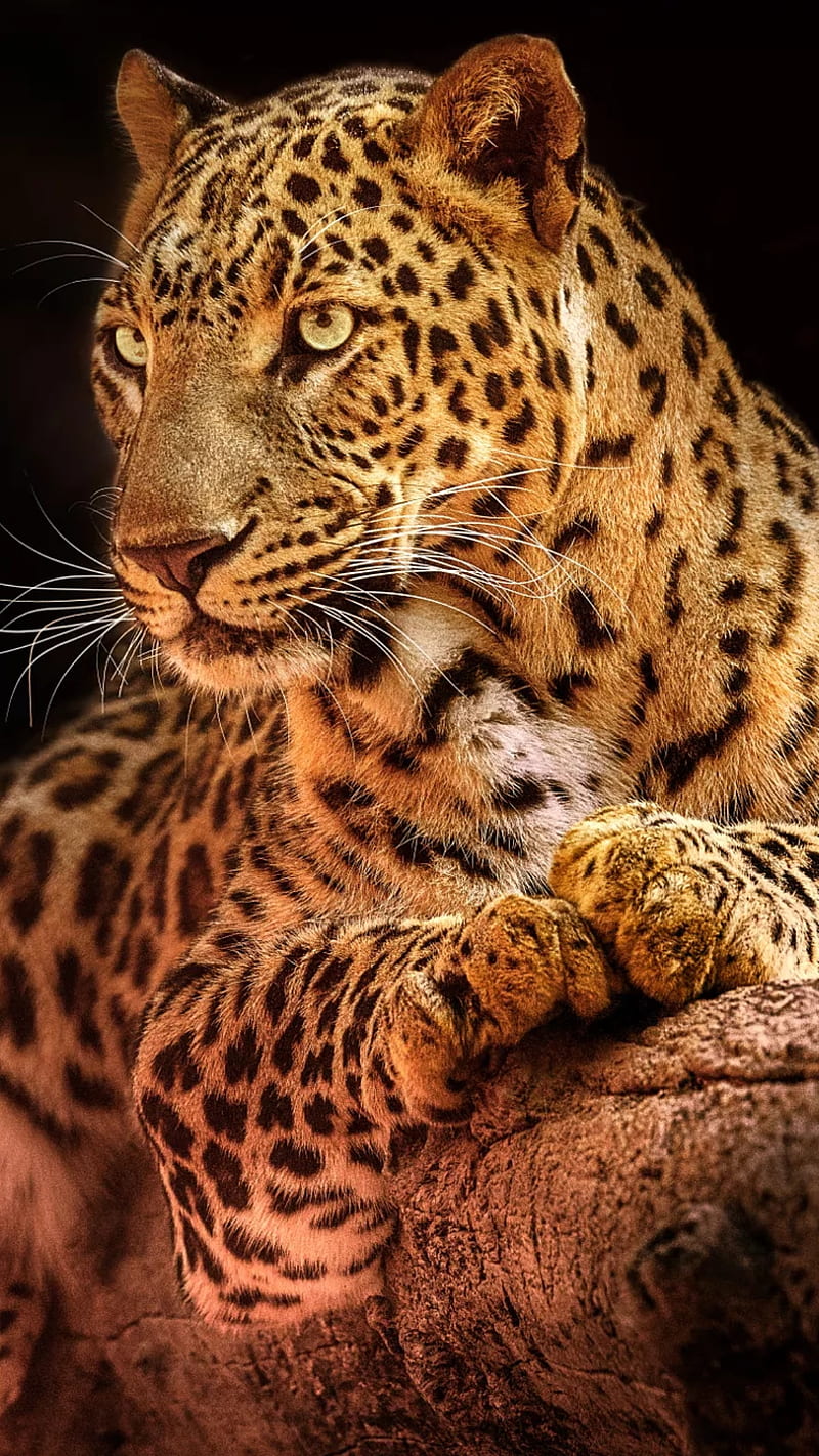 leopard, wild, animal, big cat, HD phone wallpaper