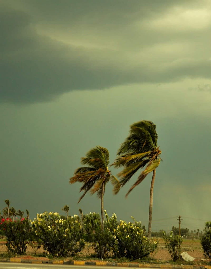 Storm, air, awesome, coco, cyclone, nature, palm, rain, south, sunset, wind, HD phone wallpaper