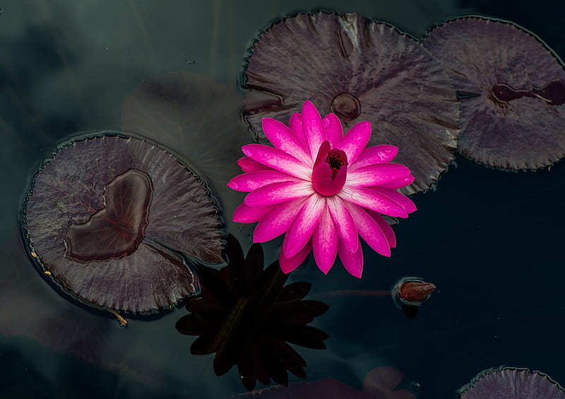 Water Lily, Lily, Pink, Pond, Flower, HD wallpaper