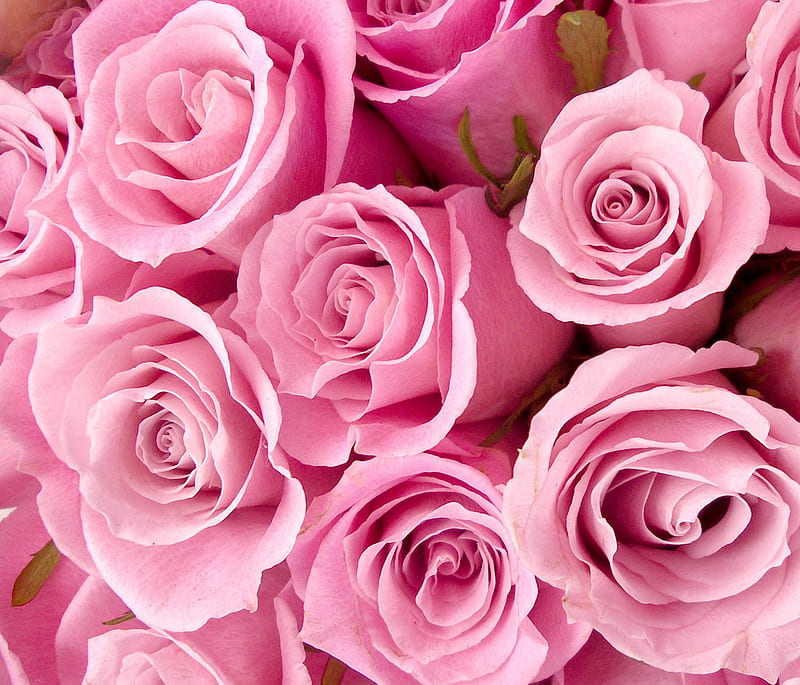 Pink Roses, flowers, roses, HD wallpaper | Peakpx