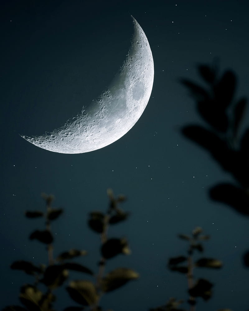 moon, starry sky, crater, branch, HD phone wallpaper