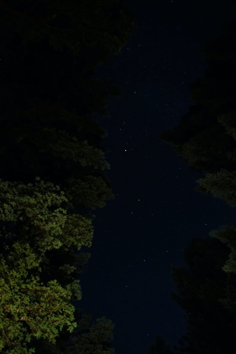 night, trees, stars, starry sky, HD phone wallpaper