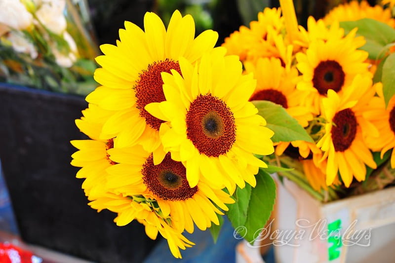 My love affair with this happy Yellow, intense color, yellow, sunflowers, love, bright, siempre, brilliant, positive, light, arrangements, bouquets, fresh, happy, energy, annie, feng shui, entertainment, always, precious, sunshine, fashion, shiny, HD wallpaper
