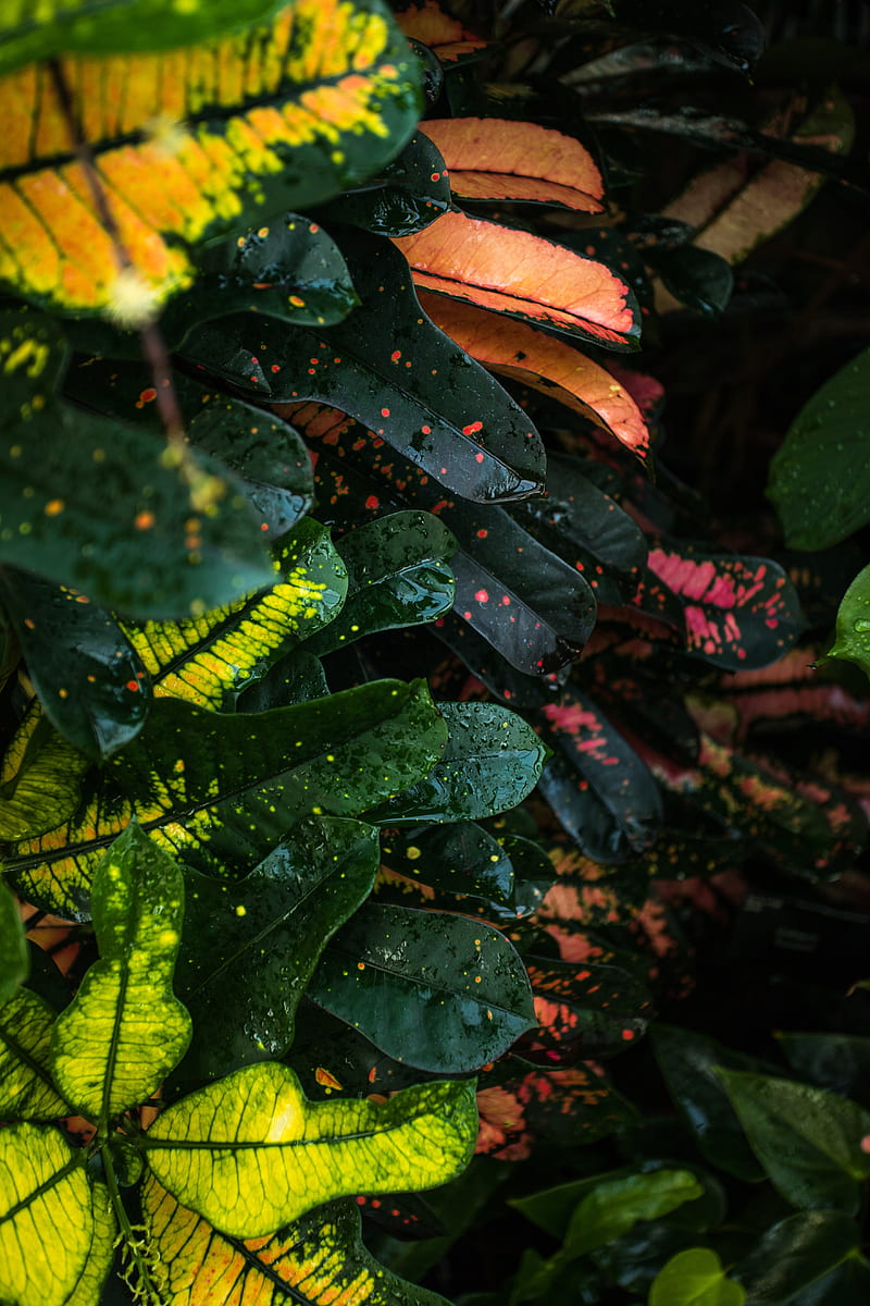 leaves, spots, colorful, wet, drops, HD phone wallpaper