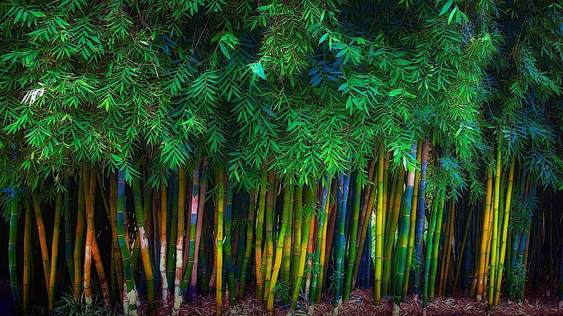 Closeup View Of Bamboo Trees Forest Nature, HD wallpaper
