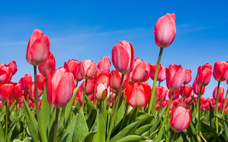 Pretty Tulips, Tulips, Beautiful tulips, Beautiful flowers, wallapers ...