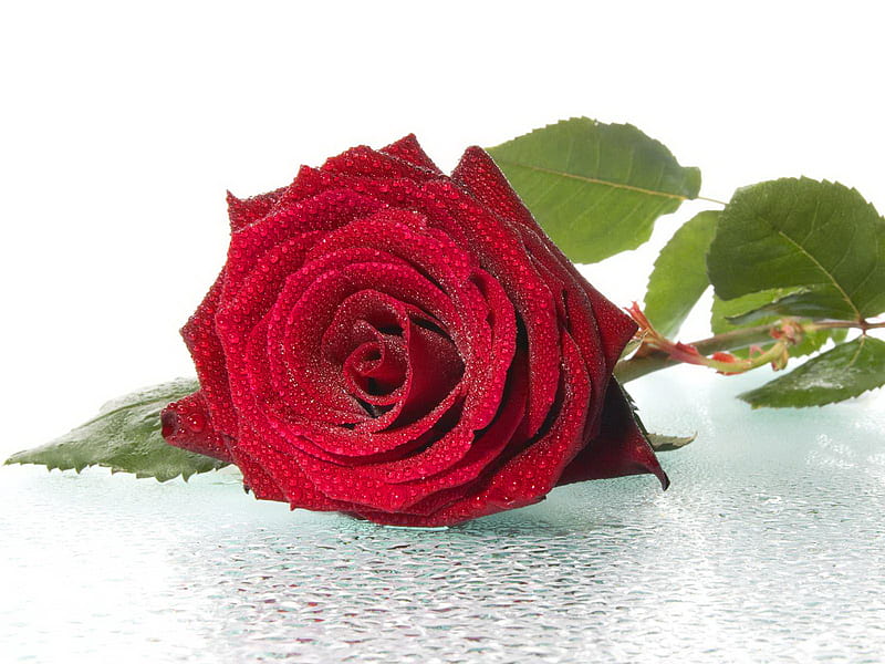 Rosa solitaria, rosa, flor, flores, naturaleza, solitario, rosas, Fondo de  pantalla HD | Peakpx