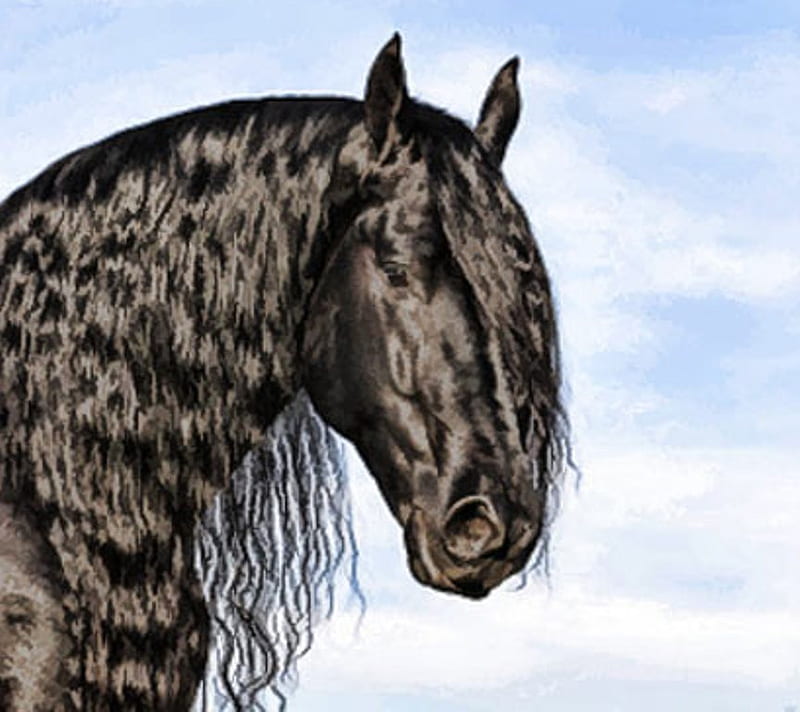 Friesian, stallion, cavalo, horse, animals, HD wallpaper