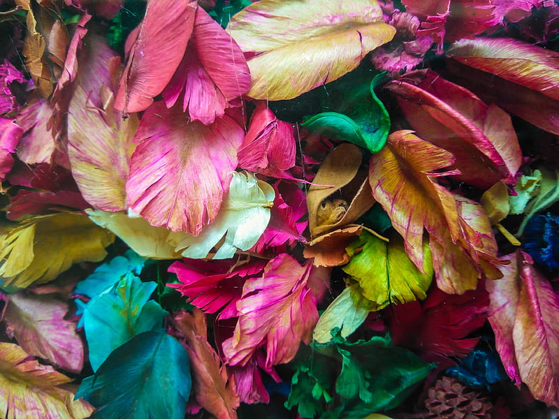 Leaves, leaf, autumn, green, texture, toamna, pink, skin, HD wallpaper