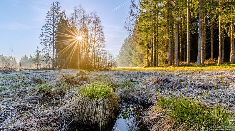 Sunrise, Sun Rays Morning, Forest, Trees Ultra, Nature, Landscape, Sunrise, Scenery, Forest, Water, sunbeam, Lever, schweiz, herbe, soleil, ciel, herb, sunray, Marsens, Fribourg, cantondefribourg, foret, lagruyere, marecage, mollettes, rayons, suisse, HD wallpaper