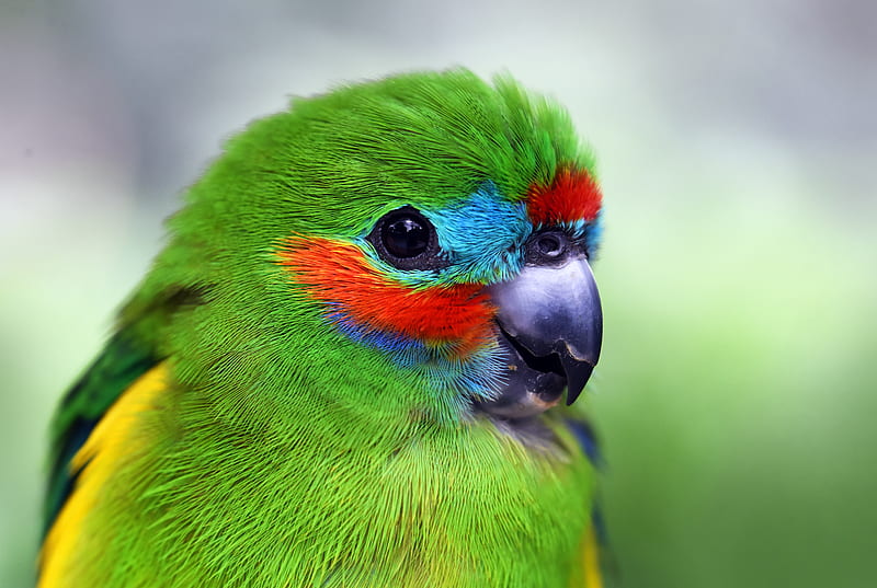 Green bird, HD wallpaper | Peakpx