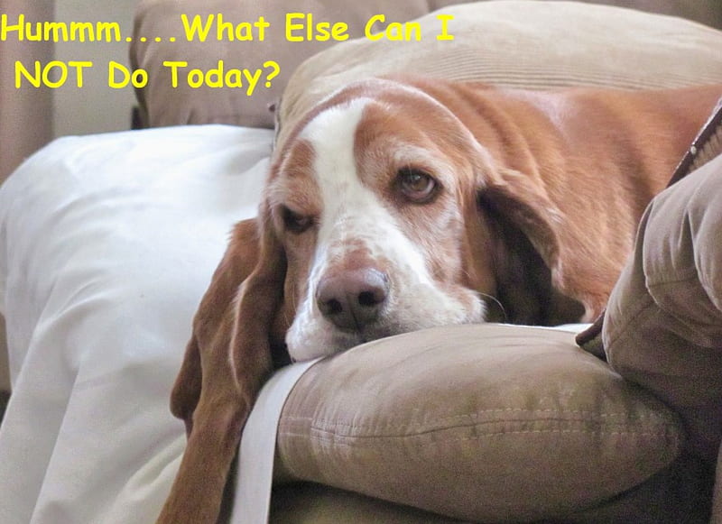 Lazy Day, tired, bassett hound, animal, humor, lazy, couch, nature, funny, sleepy, dog, HD wallpaper