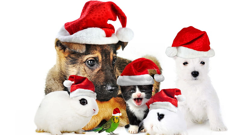 True Friends at Christmas F, Christmas, rabbit, holiday, December ...