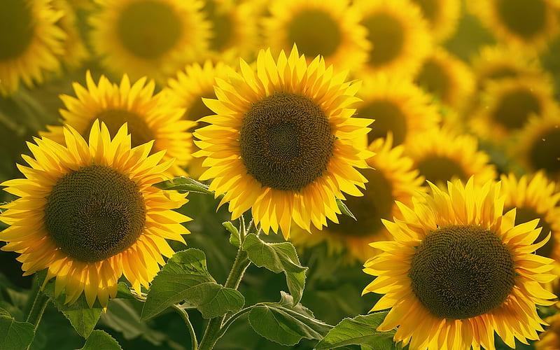 sunflowers, wildflowers, large sunflowers, yellow flowers, background with sunflowers, HD wallpaper