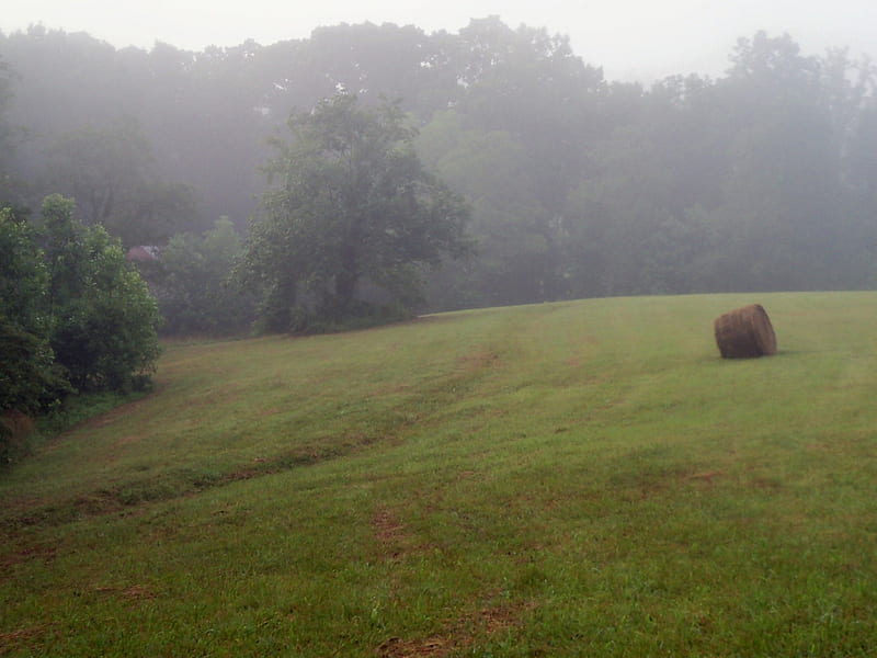 Foggy Morning In A Hayfield, Hayfields, Rural, Summer, Nature, HD wallpaper