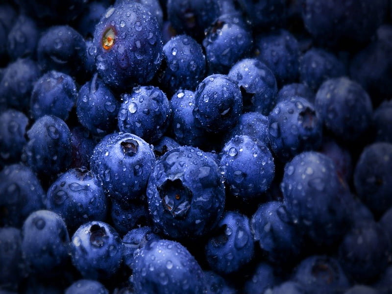 Blueberries, Fruit, Tree, Garden, HD wallpaper