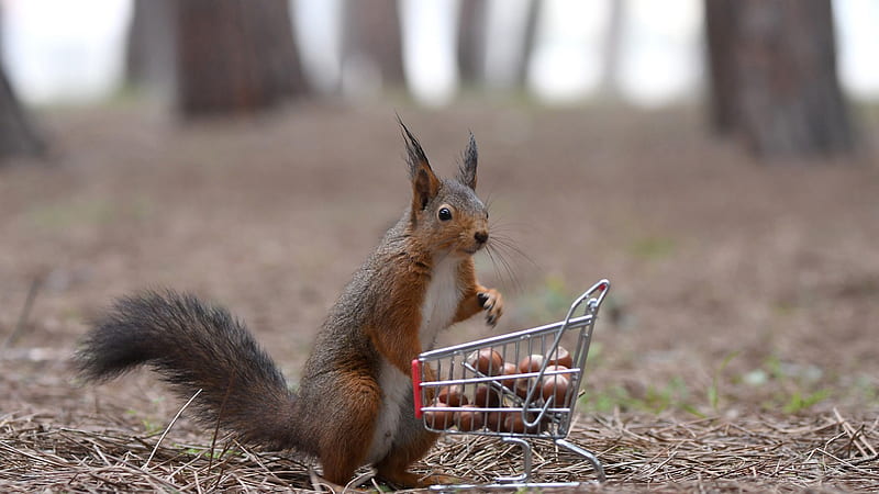 Eurasian Red Squirrel Is Standing With A Shopping Cart Squirrel, HD wallpaper