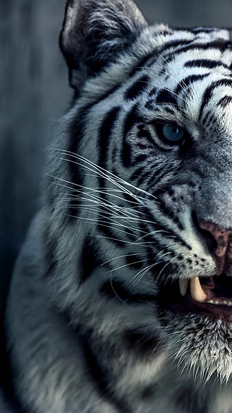 Wild Tiger, HD phone wallpaper | Peakpx